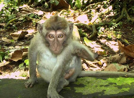 Глазастый мартышка