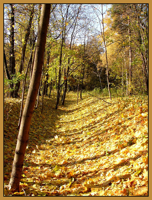По золотому ковру