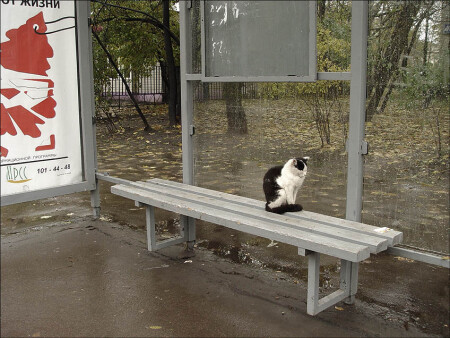 пять единиц