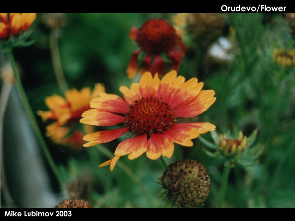 flower