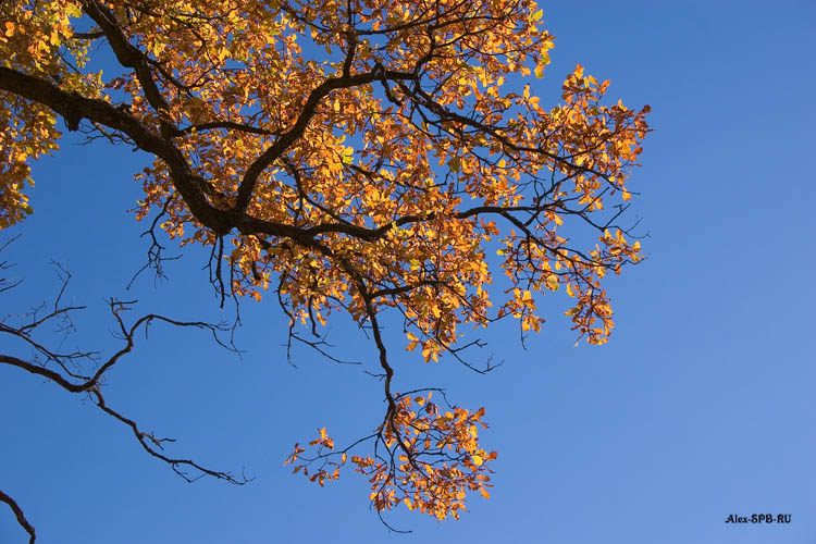 Autumn Colors