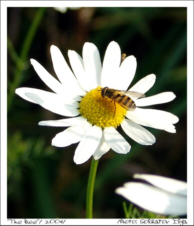 The bee
