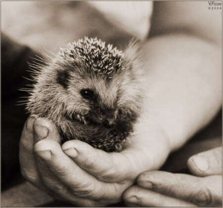 Жизнь в руках