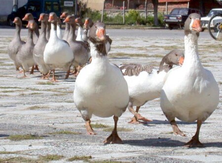 Мы с Тамарой ходим парой
