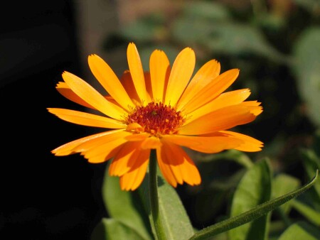 Просто цветок