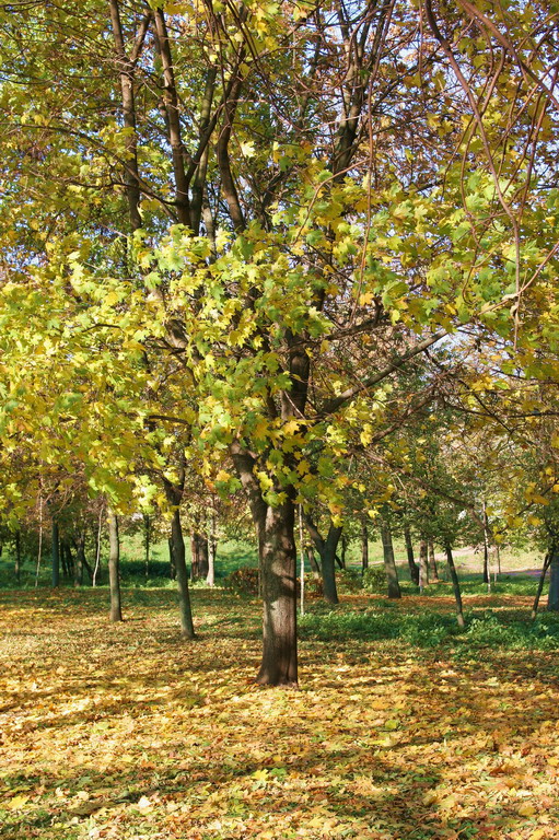 Клён опавший