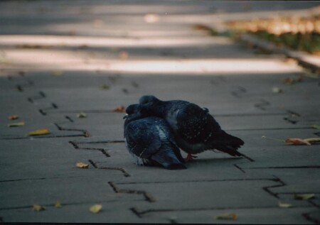 ...без слов...