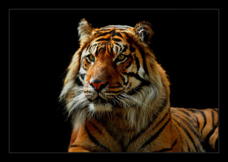 Grace of a Tiger
