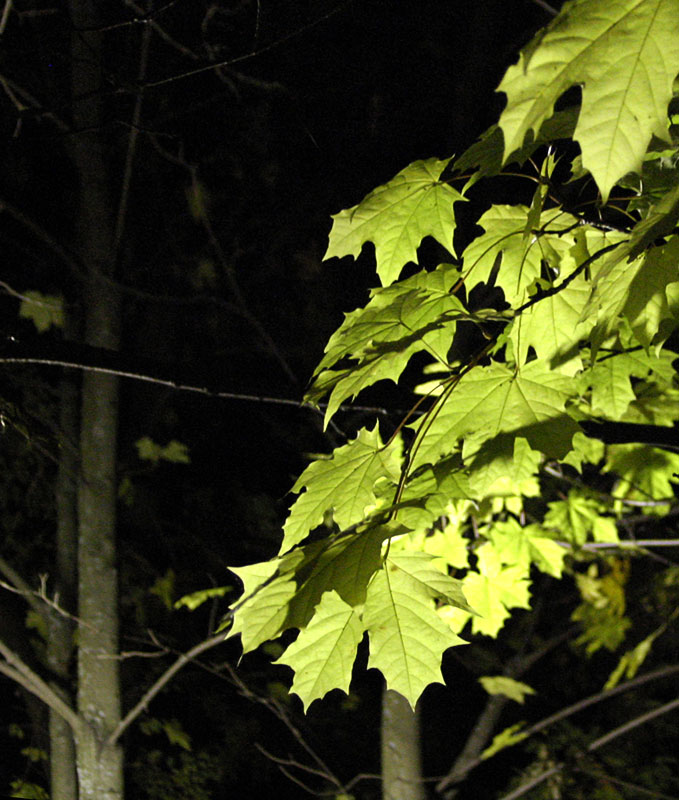night_leaves