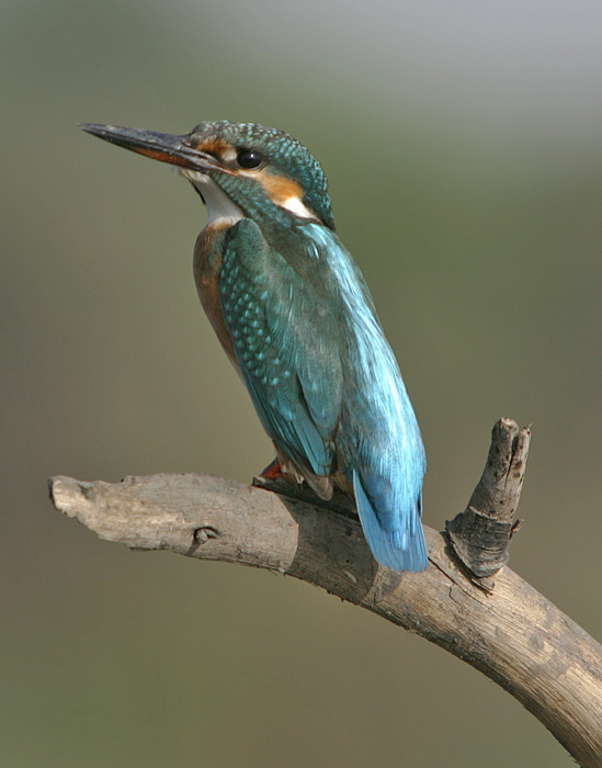Common Kingfisher