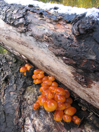 и первый снег..