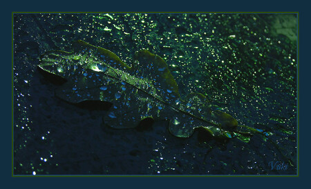 Ночной силуэт