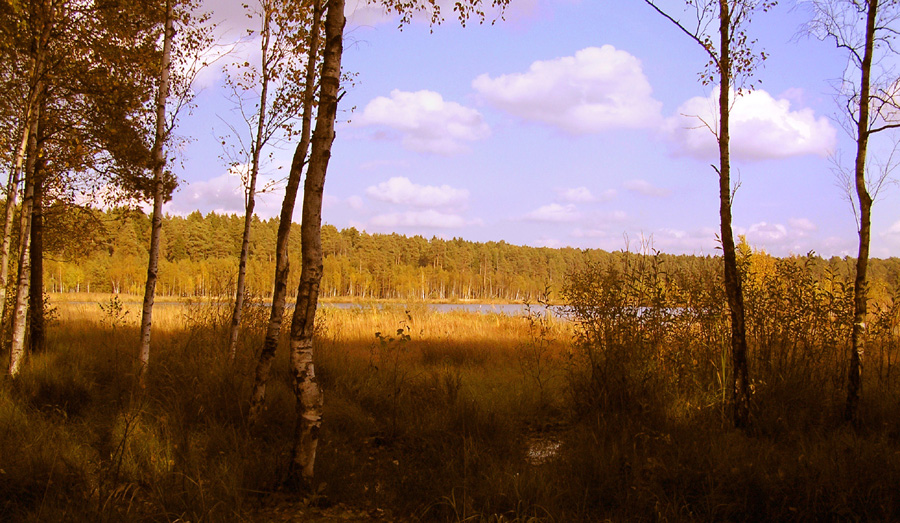 ...из тени леса я подсмотрела осень...
