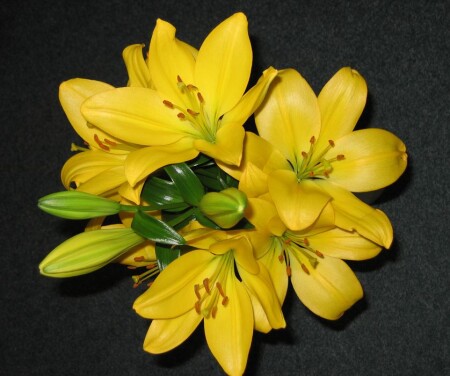 Золотая лилия