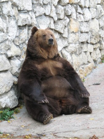 Бурый Мишка...