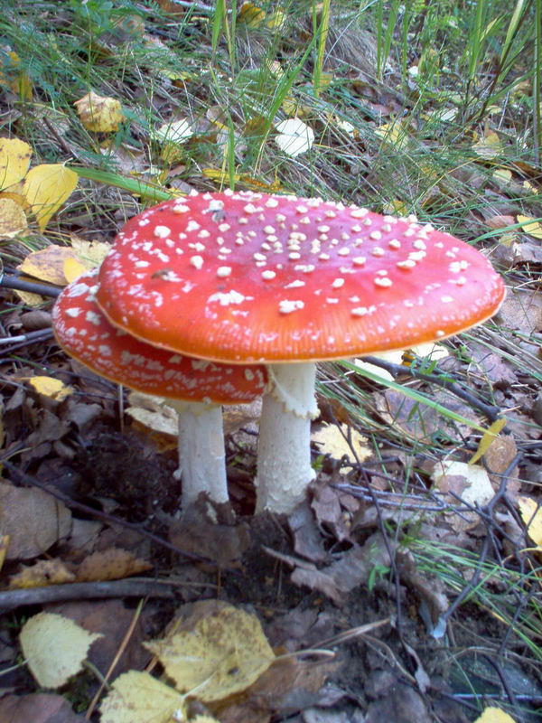 Он и Она