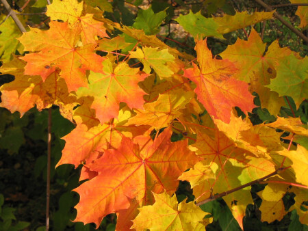 осеннее настроение