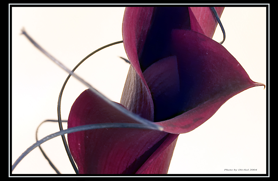 Richardia africana 02