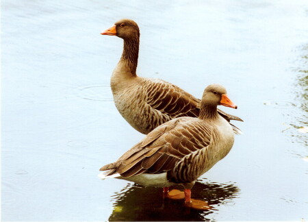 Два весёлых гуся