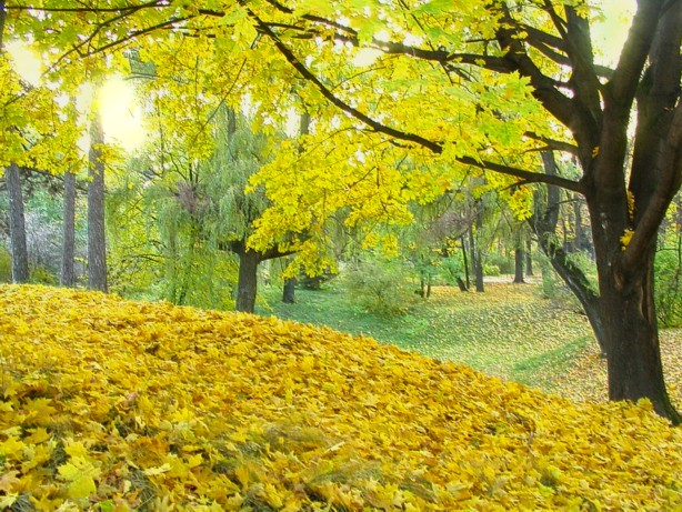 В Парке