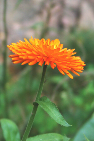 последний герой