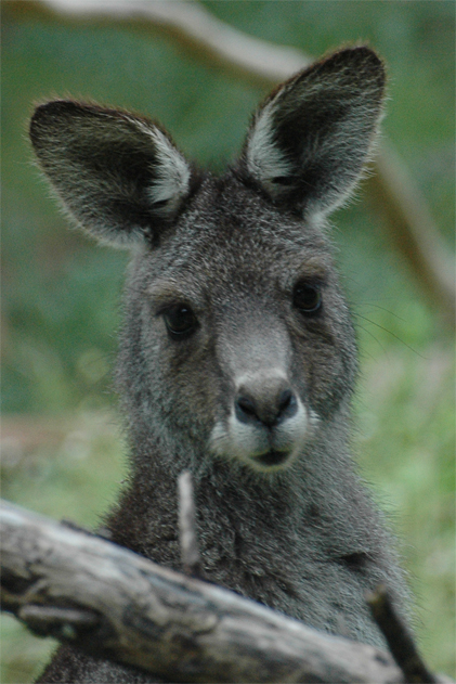 roo