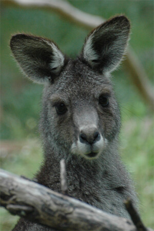 roo