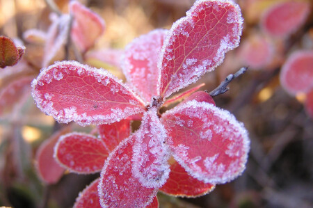 Первый заморозок на болоте...