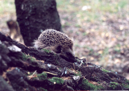 А вы что думали ,что мы только в клубок съеживаться умеем 