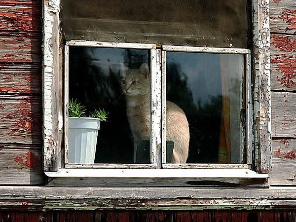 Кошка на окошке