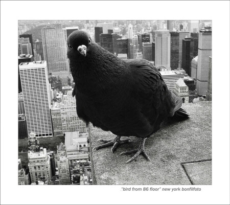 "BIRD FROM 86 FLOOR" NEW YORK
