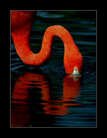 RED GRACE