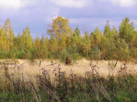 Болото наступает