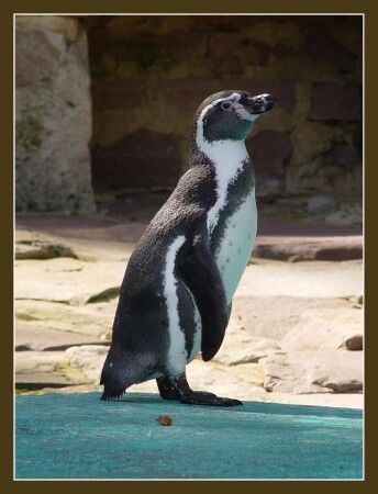 В ожидании Зимы !!!