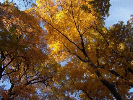 Краски осени