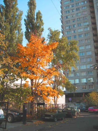 Арбат, осень, 300кб