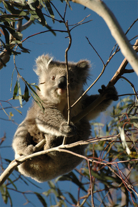 коала