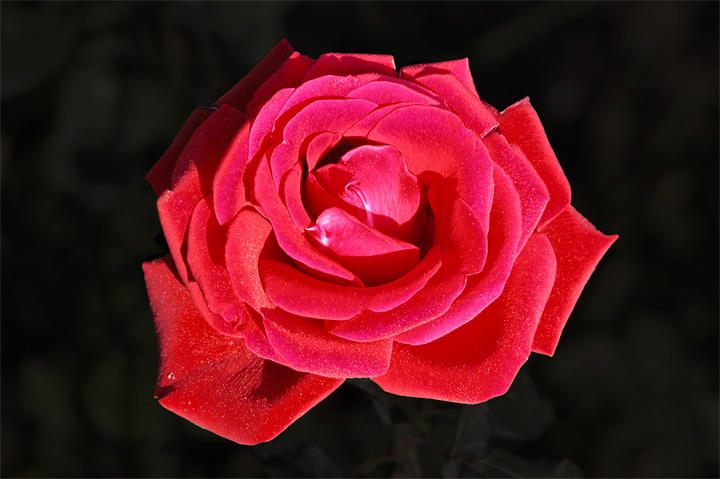 red rose