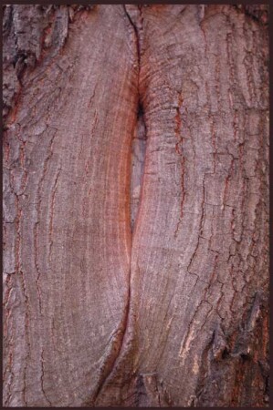 (xxx)