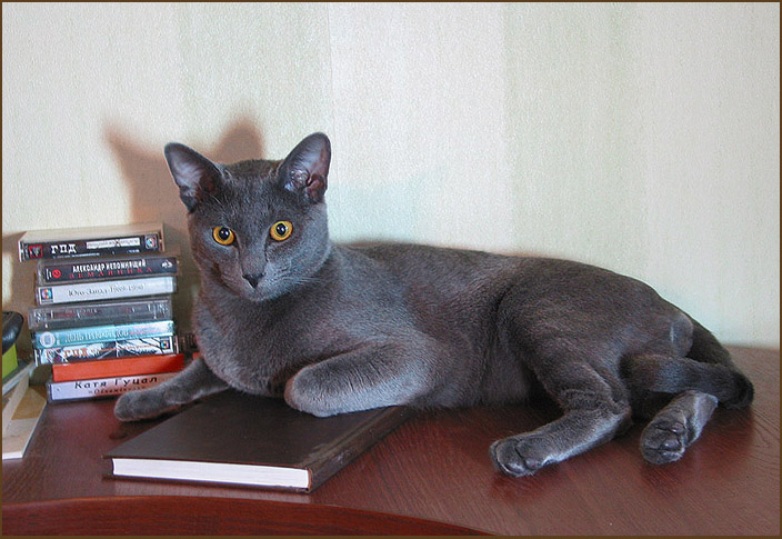 Господин Зайцев - меломан и книгочей