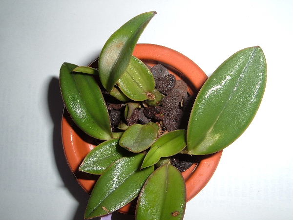 laelia milleri