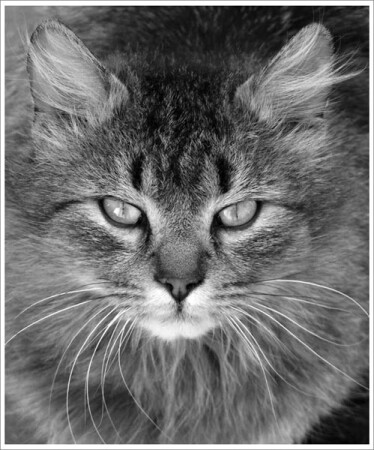 Кошачий взгляд.
