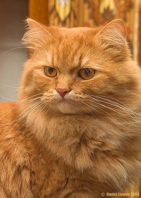 Философический кот