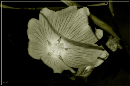 Suida
