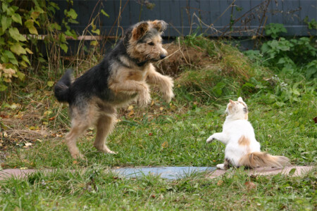 Собака против кошки