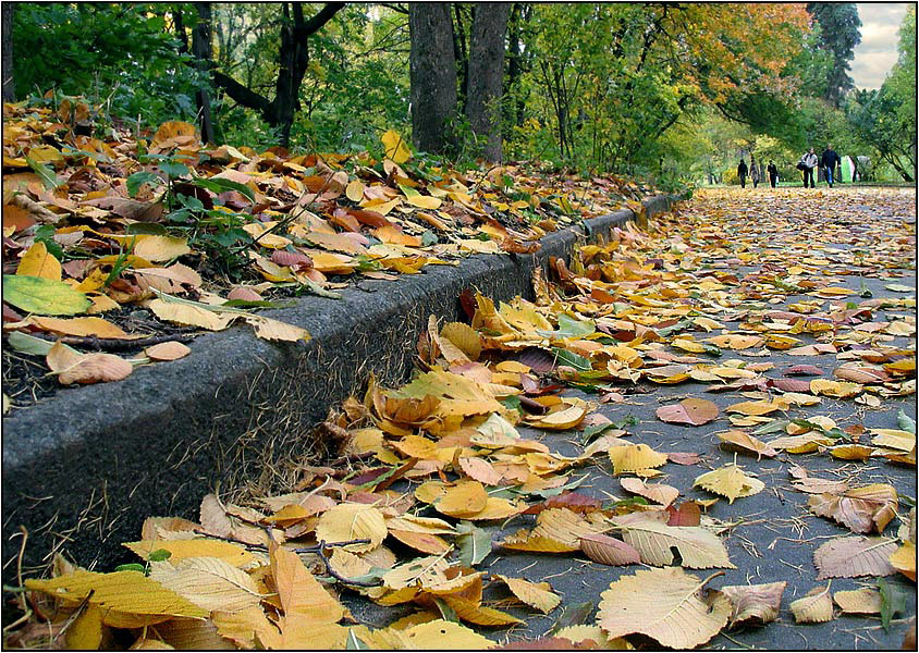 По ковру из желтых листьев...