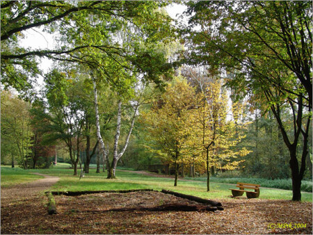 На ковре из жёлтых листьев...