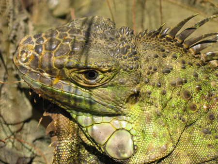 Родственница диназавров (Игуана)