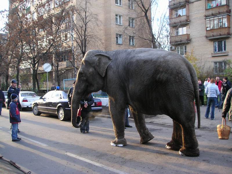 по улице слона водили