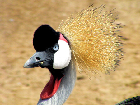 Ну, и как я вам?